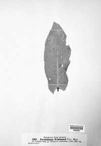 Aecidium verbasci image